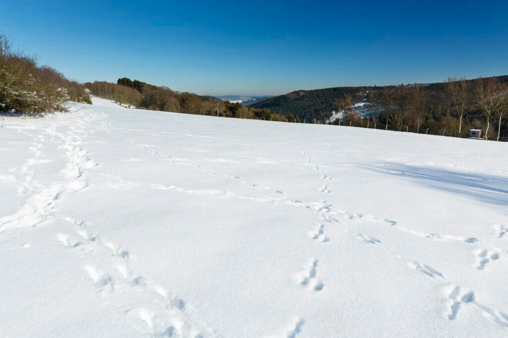 Funny Snow Tracks in the Eifel, Germany